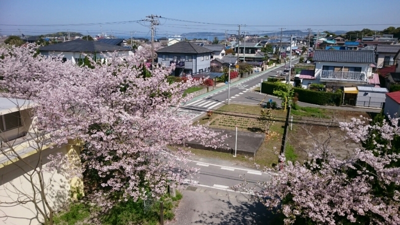 校舎から見える桜の景色_b0211757_14022484.jpg