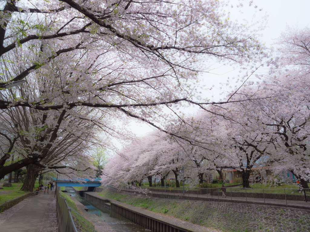 サクラ 2017　善福寺川　その２_e0290358_00085674.jpg