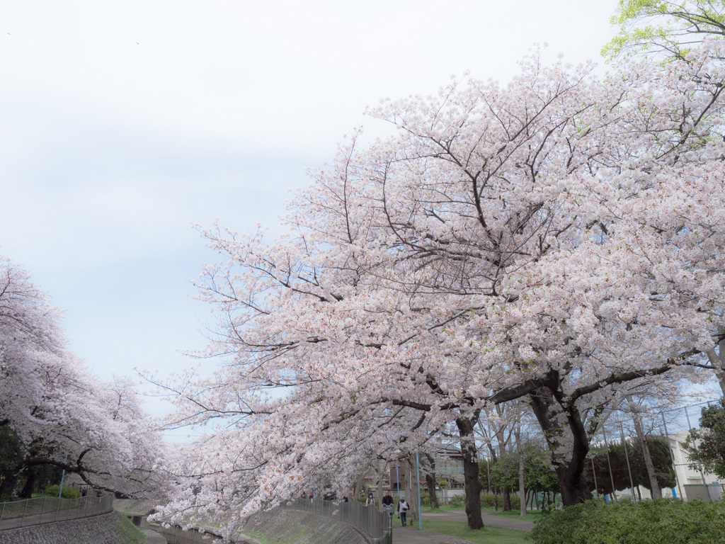 サクラ 2017　善福寺川　その２_e0290358_00090993.jpg