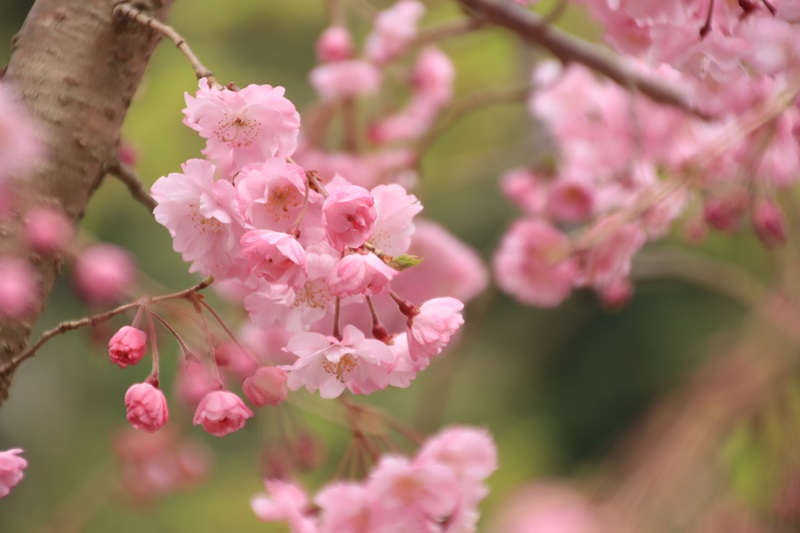 法多山でお花見・２♪_a0167759_15414123.jpg