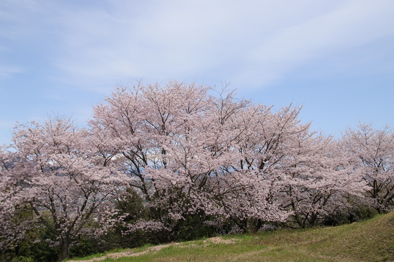 蓮華寺池公園の桜・３♪_a0167759_23461086.jpg