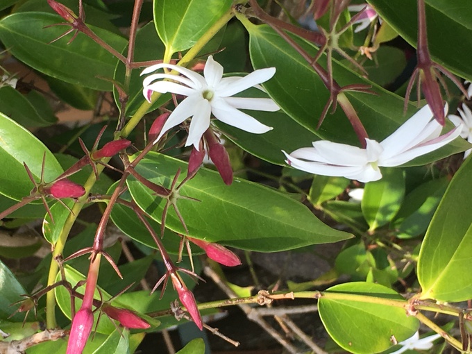 ４月に咲く葛 蔓 蔦の花 写真と短い文章 ５