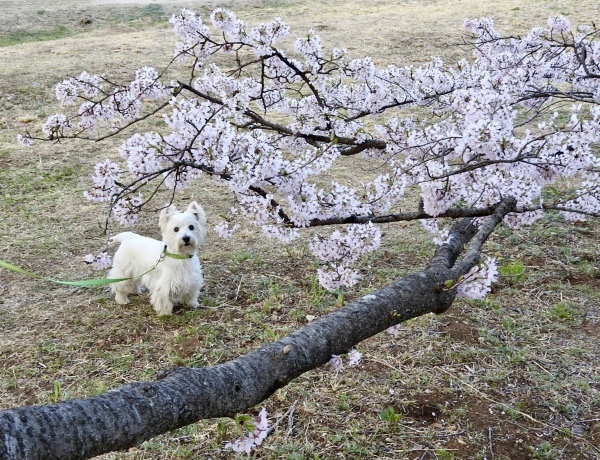 今年2回目は「朝桜」_f0363961_08463889.jpeg