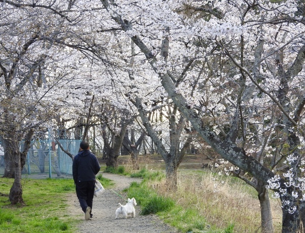 今年2回目は「朝桜」_f0363961_08470125.jpeg