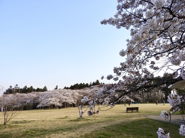 今年2回目は「朝桜」_f0363961_08472733.jpeg