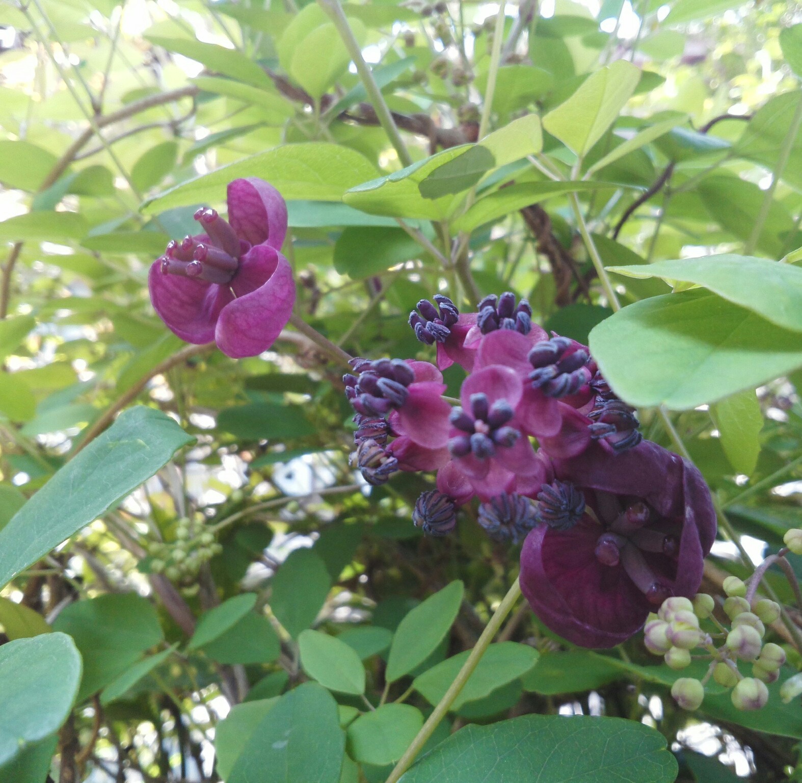 アケビの花のぞいてみたら…_b0368362_01480184.jpg