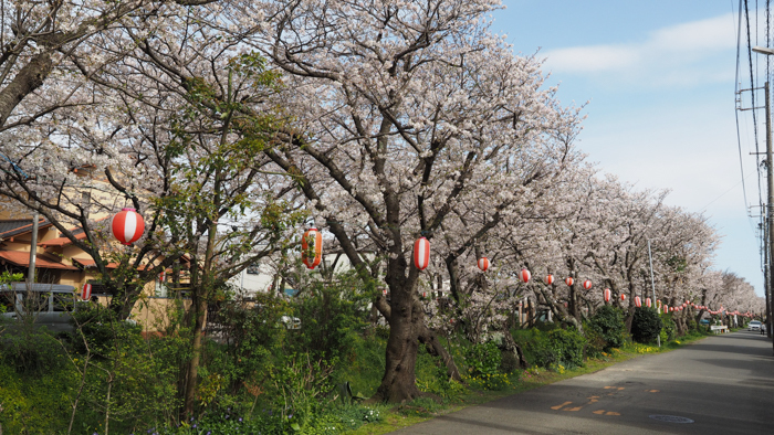 やっと桜　静岡市清水区船原　その２_d0068664_22493294.jpg