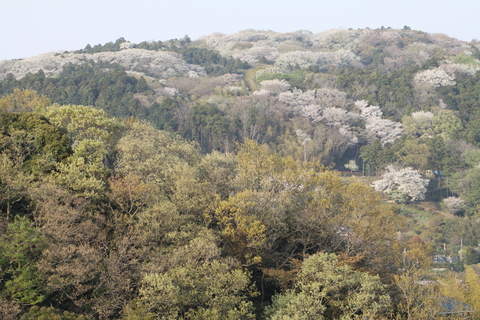 台峯から撮った「すごい桜」＝「北鎌倉千本桜」（4・14）_c0014967_21193725.jpg
