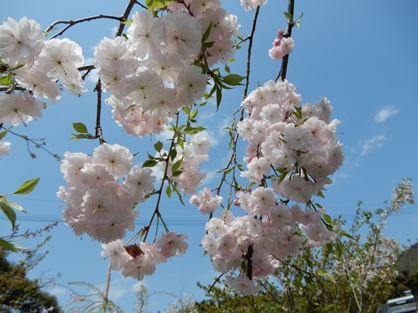 真玉里桜園にお花見_e0345868_22555573.jpg