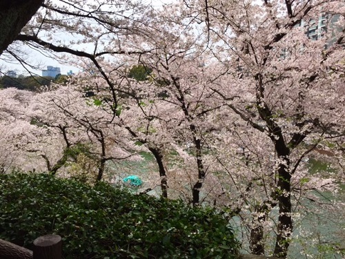 満開の桜_e0062371_17090591.jpg