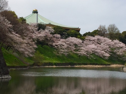 満開の桜_e0062371_17114600.jpg