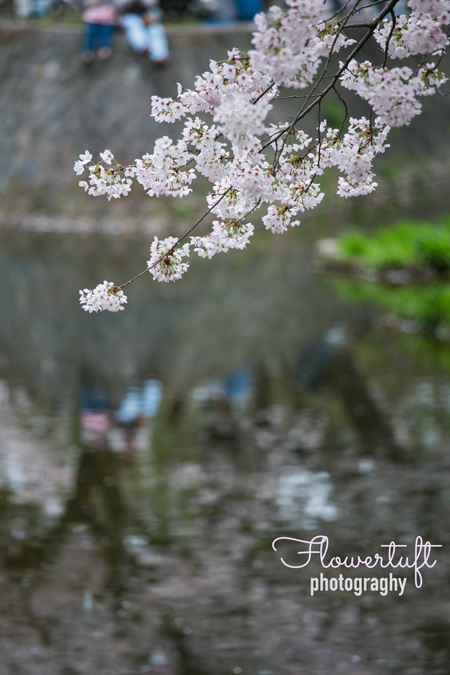 続・桜の木の下で_c0137872_18433561.jpg