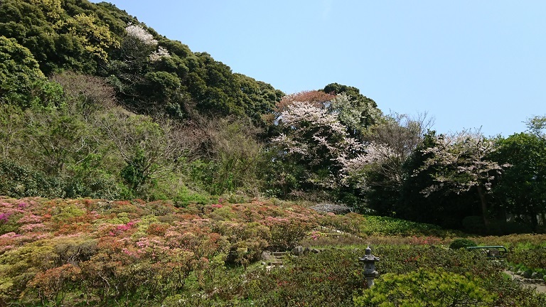 ４月１５日（土）葉山　花の木公園のツツジは？＆ＤＧ_e0006772_20512326.jpg