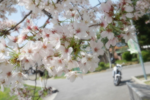 桜ツーリング_b0163075_18140902.jpg