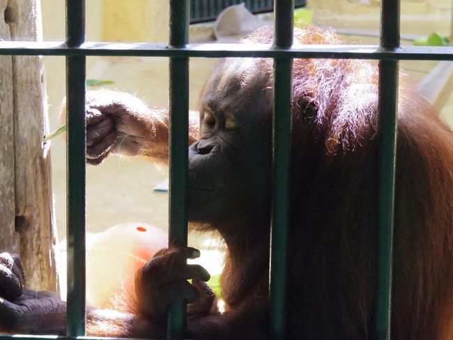 3月19日の円山動物園_b0014576_00155331.jpg