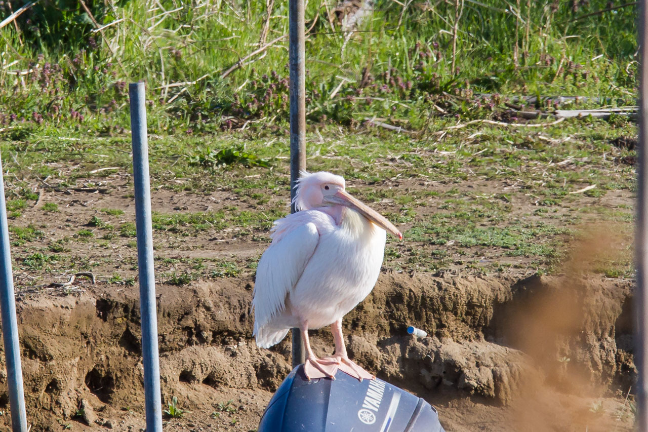 ユリカモメ、モモイロペリカン_a0052080_23305997.jpg