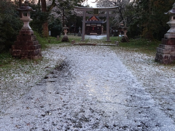 ヒョウが降り・・・！！　桜の満開の季節が終わる。　　　２０１７．４．１５_c0153880_20005903.jpg