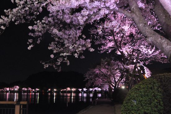 今日の桜は昼と夜（笑）_e0234881_00198.jpg