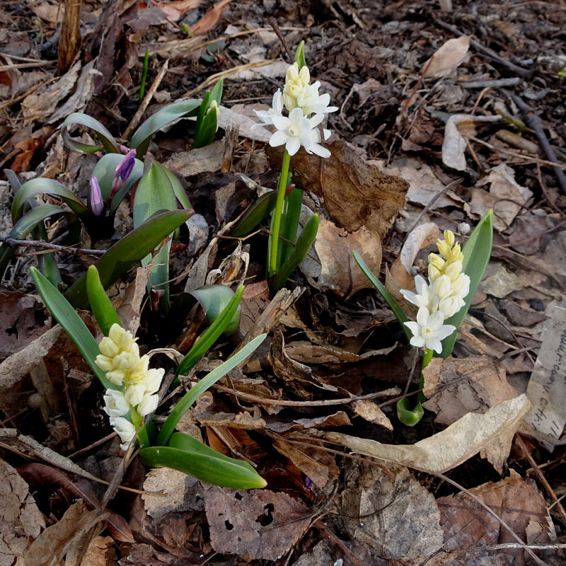 中島公園春一番の花_f0182885_08414574.jpg