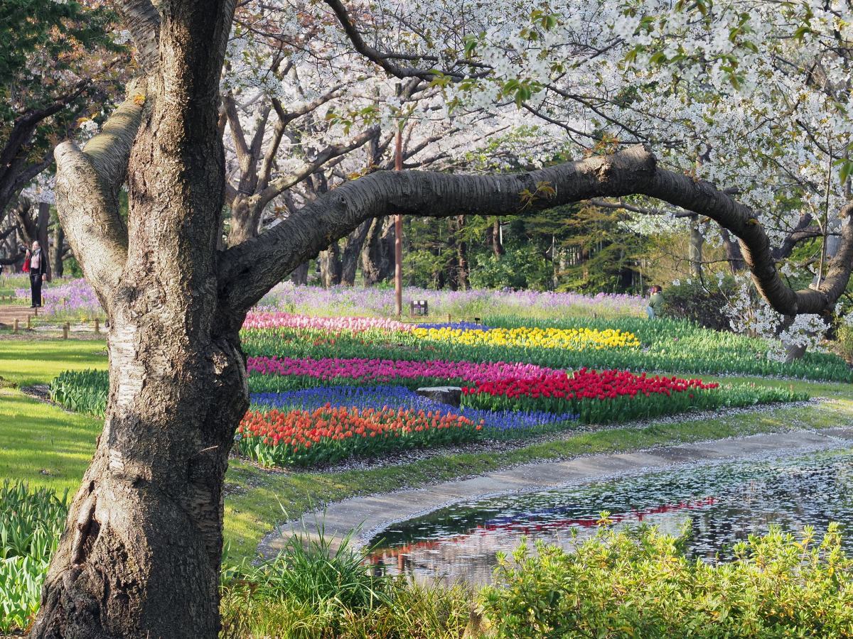 チューリップの園　見頃はじまり　２_f0364086_08242386.jpg