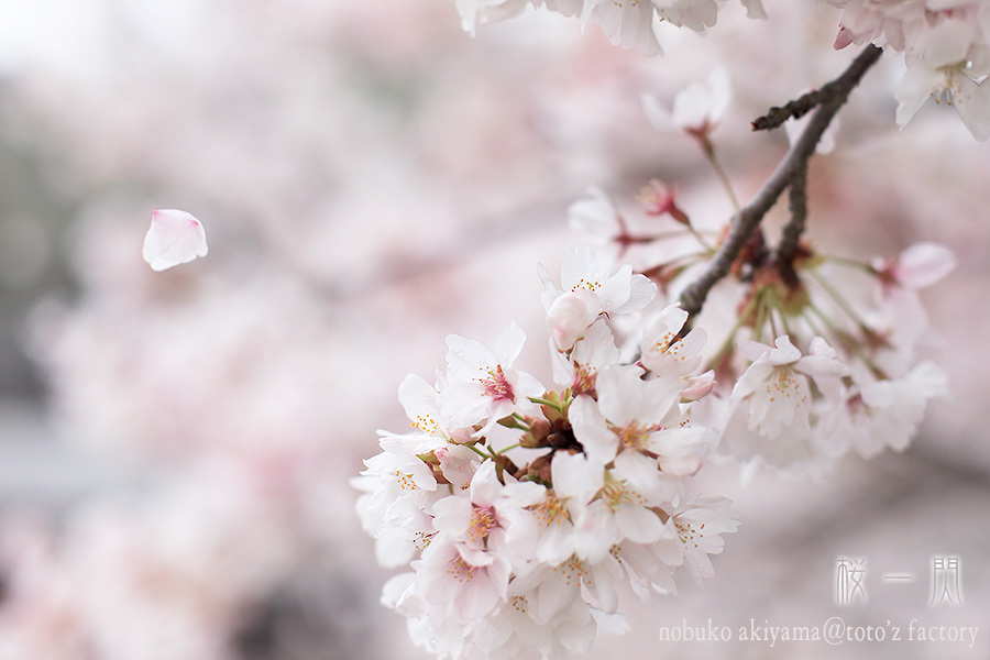 桜　一閃　１_a0034287_19545065.jpg