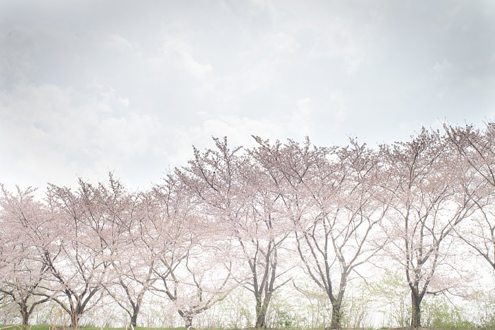 散り逝く刑務所の桜_d0353489_17485637.jpg