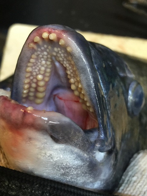クロダイ_d0268290_14273837.jpg