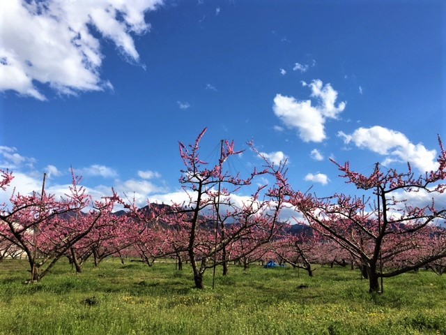 山梨は桃の季節になってました！_d0354191_17553835.jpg