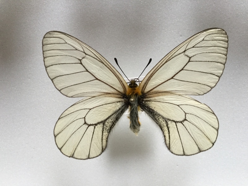 ミカドウスバシロチョウ　青紋8個　特大 81i9PfkHNFL._UF350,350_QL50_.jpg