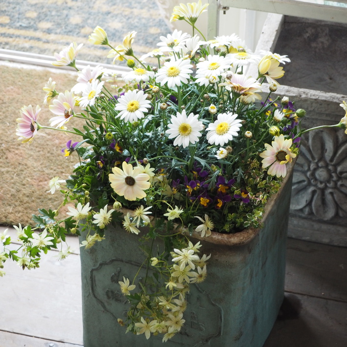 寄せ植えレッスンの作品_a0292194_20195890.jpg