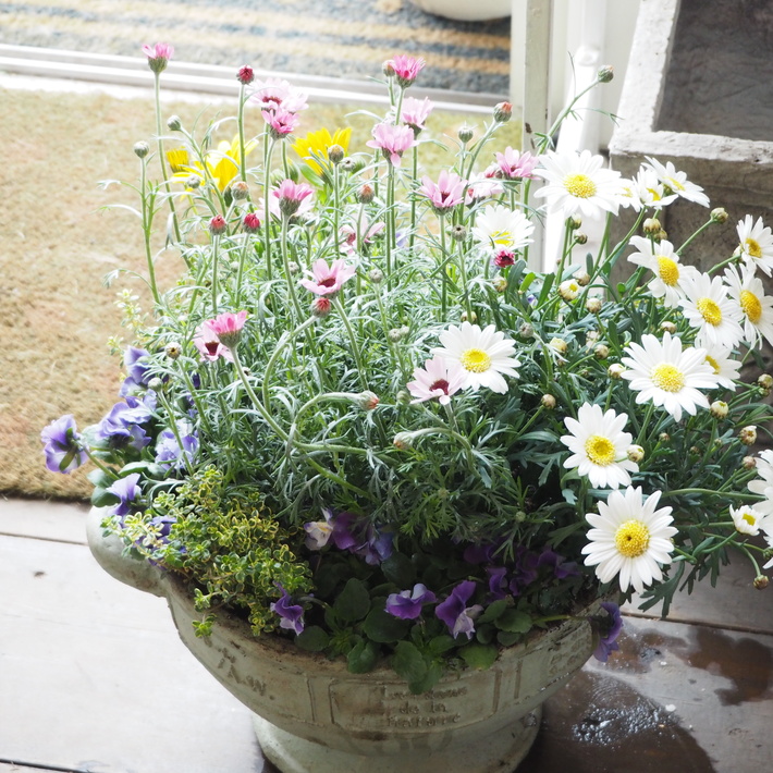 寄せ植えレッスンの作品_a0292194_20211251.jpg