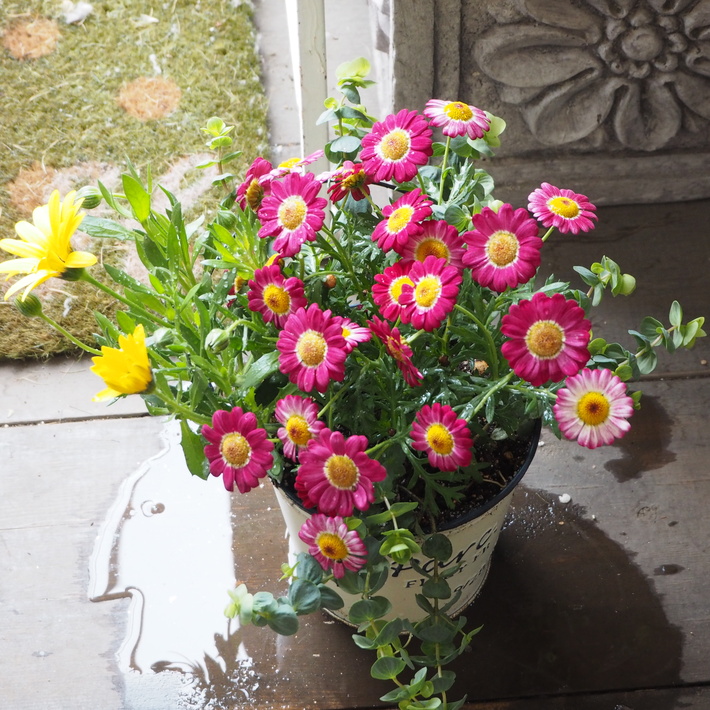 寄せ植えレッスンの作品_a0292194_20352453.jpg
