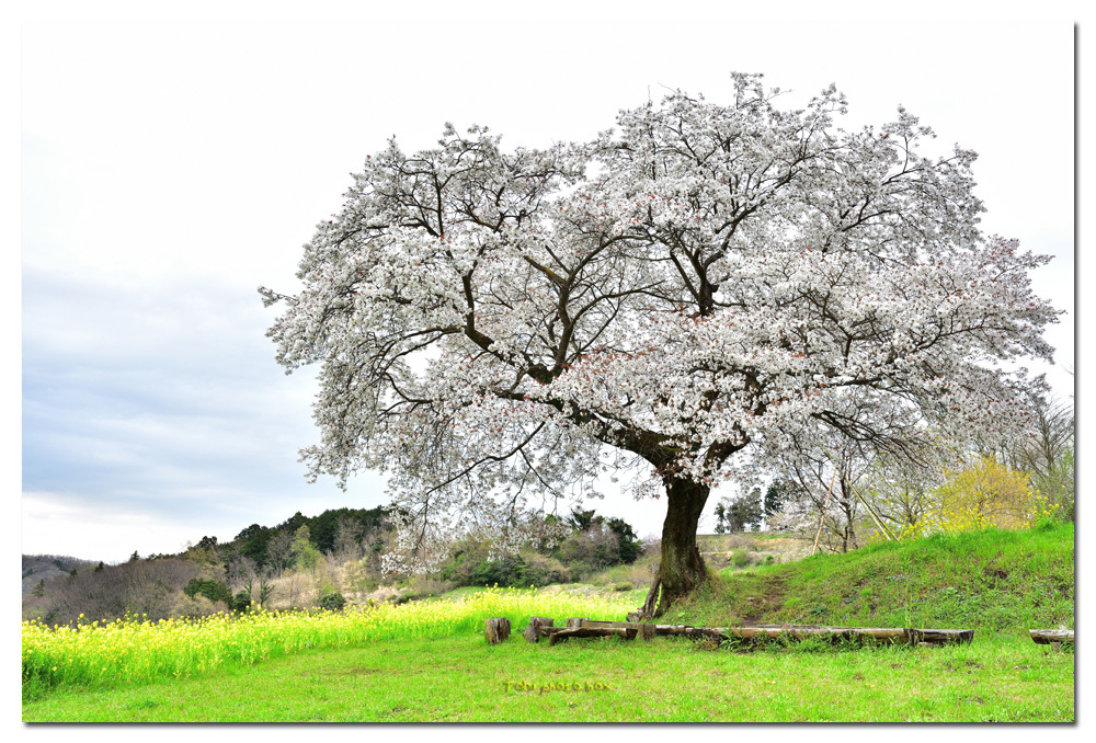 篠窪の一本桜 福運山桜 Toruphoto Box 篠窪の一本桜 福運山桜 Toruphoto Box