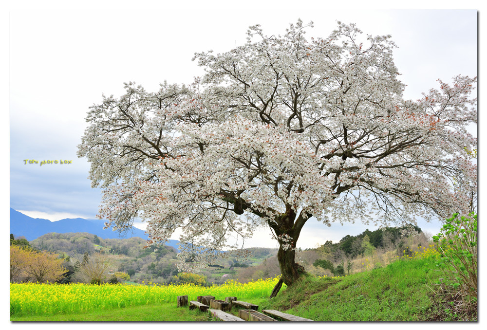 篠窪の一本桜 福運山桜 Toruphoto Box 篠窪の一本桜 福運山桜 Toruphoto Box