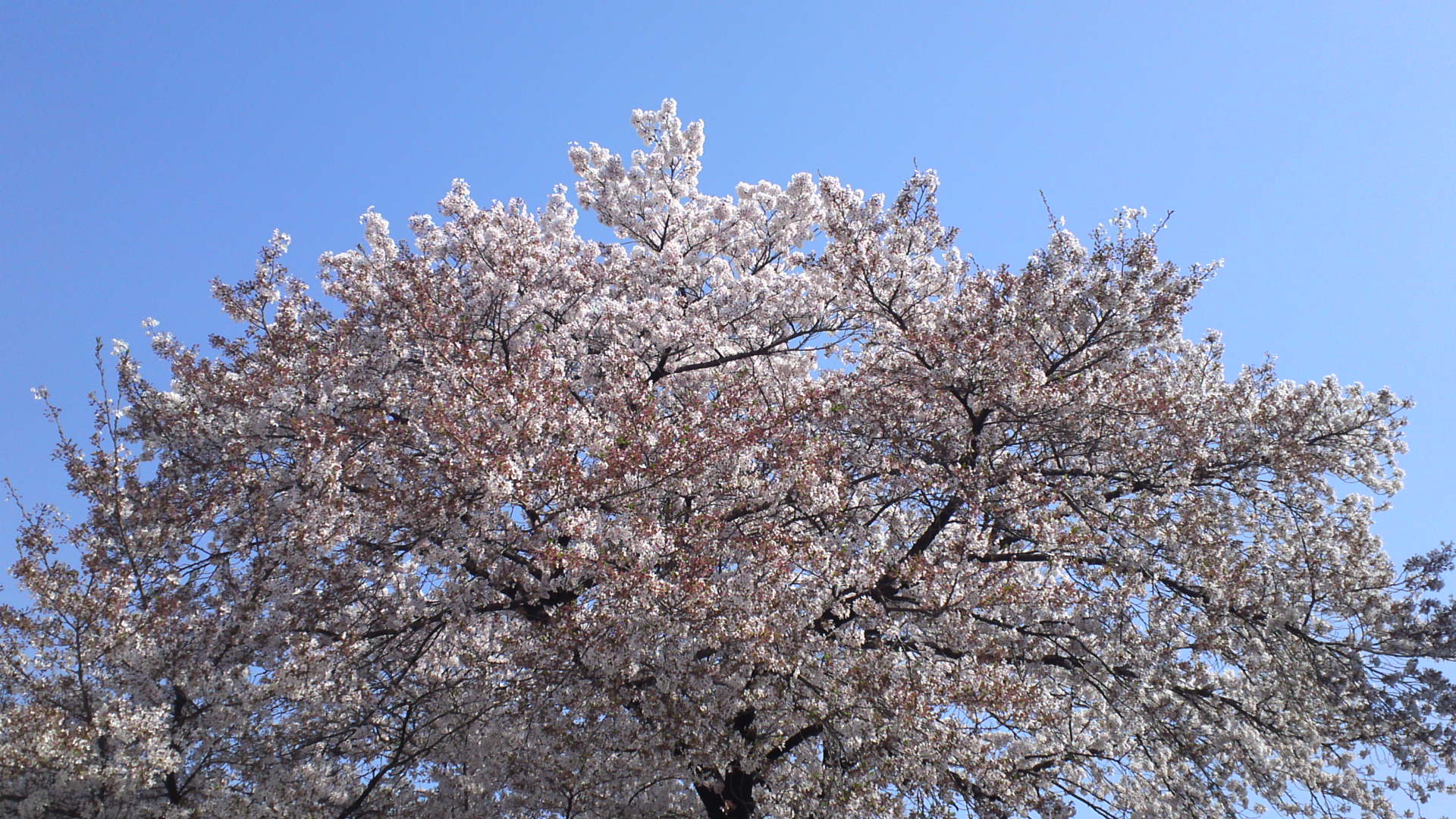 秋川駅前の桜です。やっと暖かくなりました。_a0103999_8285940.jpg