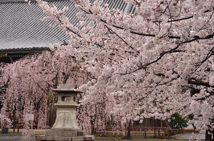 京都桜紀行2017① ～立本寺～_a0169902_14584168.jpg