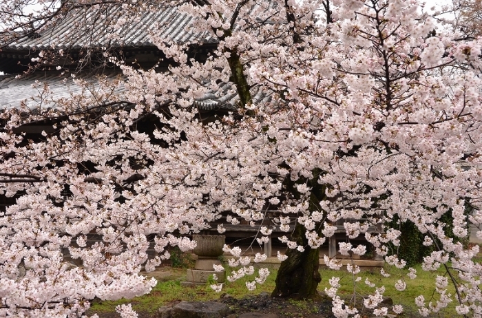 京都桜紀行2017① ～立本寺～_a0169902_14584245.jpg