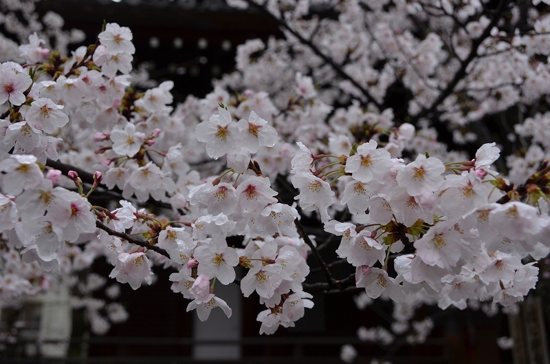 京都桜紀行2017① ～立本寺～_a0169902_14584316.jpg