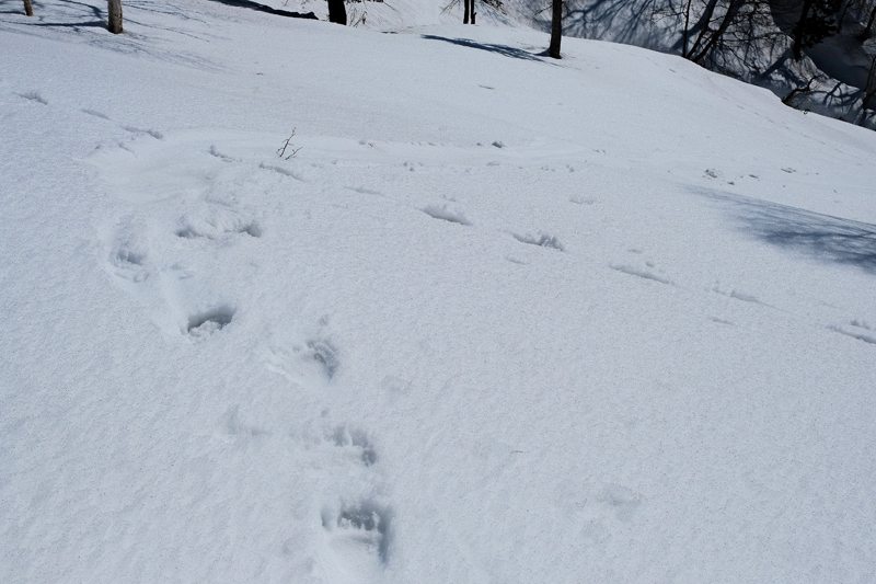 二つのピークを越えて　三ツ山（遠別町）  2017.4.1_f0200402_09283801.jpg