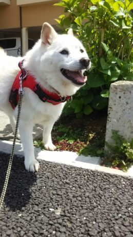 散歩が気持ちいい季節に♪_f0242002_23083813.jpg