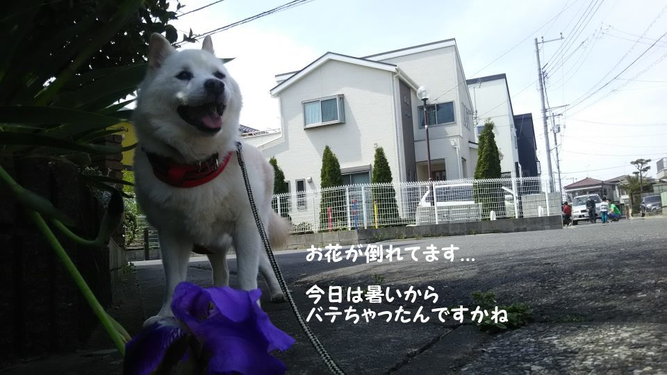 散歩が気持ちいい季節に♪_f0242002_23084630.jpg