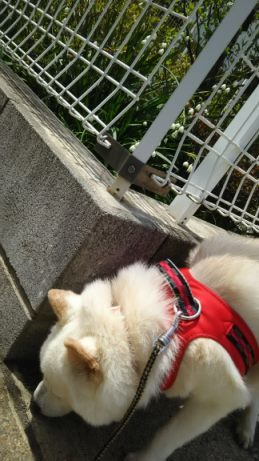 散歩が気持ちいい季節に♪_f0242002_23092031.jpg