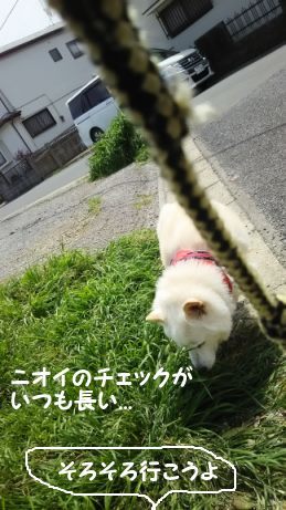 散歩が気持ちいい季節に♪_f0242002_23132058.jpg