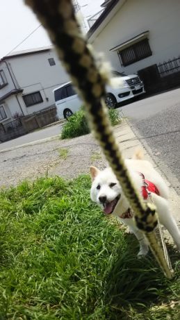 散歩が気持ちいい季節に♪_f0242002_23132794.jpg