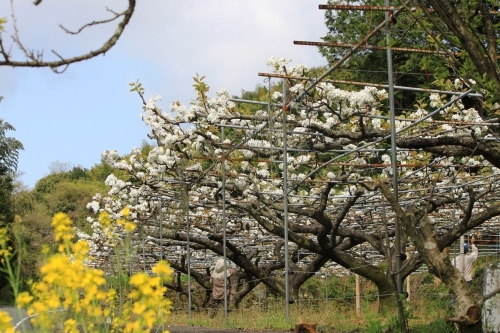 梨の花～♪。_c0368903_11254428.jpg