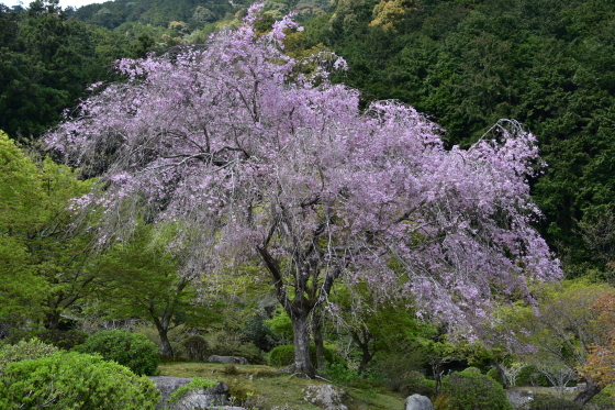 種蒔き権兵衛の里の枝垂れ桜が見頃です～_a0196709_00461581.jpg