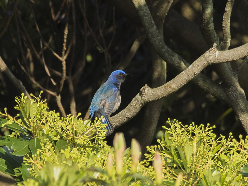 春の青い鳥 4月16日 慣れ たった一度の出会いから 春の青い鳥 4月16日 慣れ たった一度の出会いから