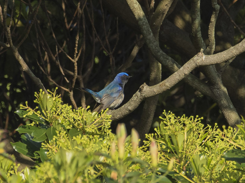 春の青い鳥 4月16日 慣れ たった一度の出会いから