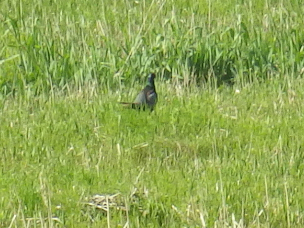 c0022113_16262064.jpg
