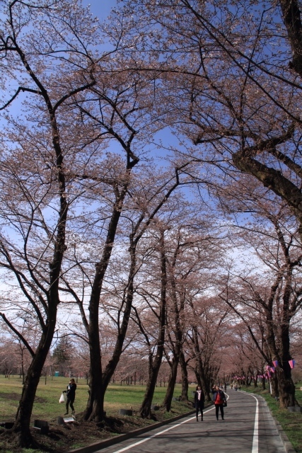 赤城千本桜_d0026817_10282483.jpg